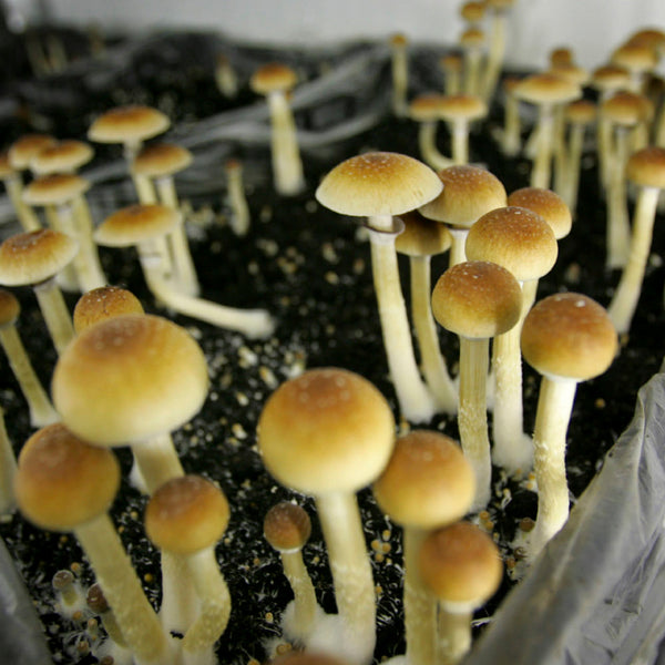 Estudios Demuestran Que Los Hongos Ayudan A La Depresión Página 58.