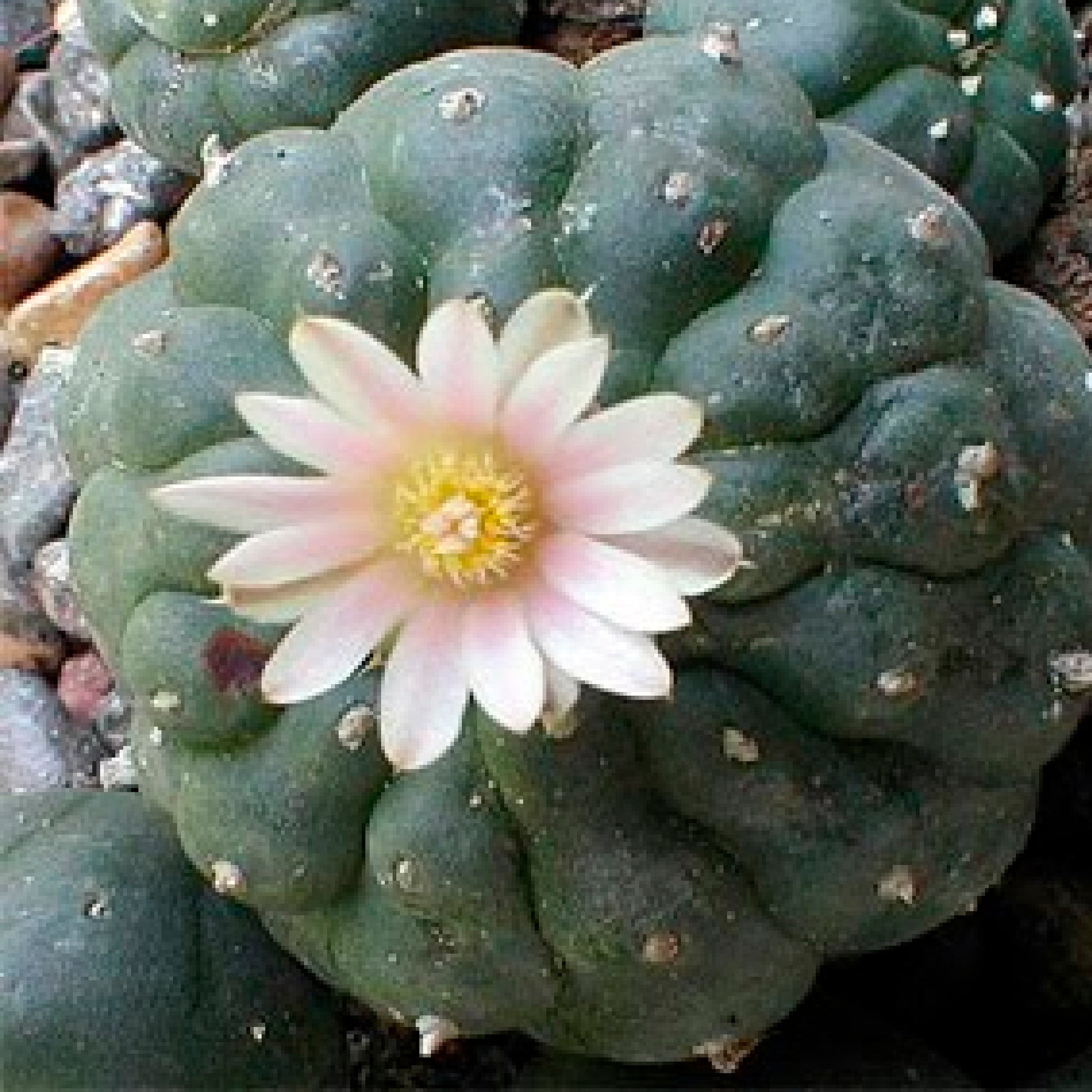 El Peyote Qué es, cuales son sus efectos y beneficios Simply Nature