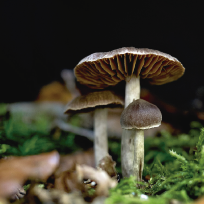 Plantas Ancestrales - Re conectarnos con nuestra consciencia