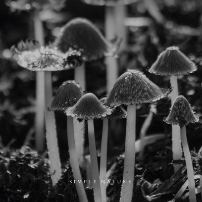 Microdosis de Psilocibina