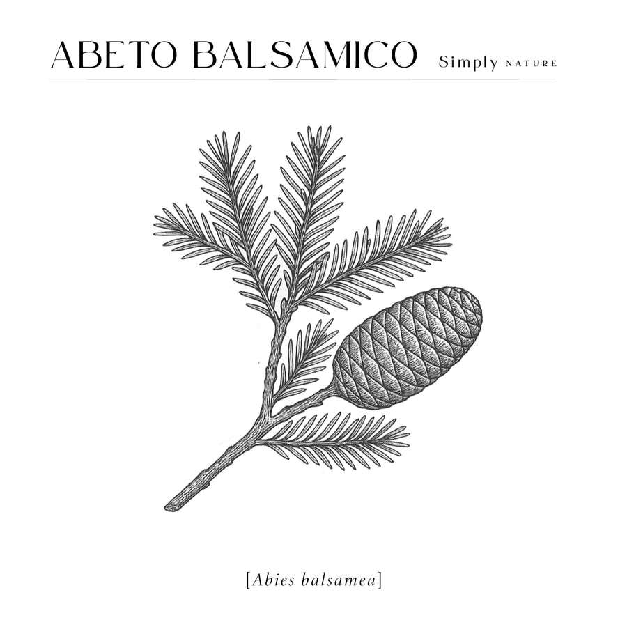 Abeto Balsámico Orgánico