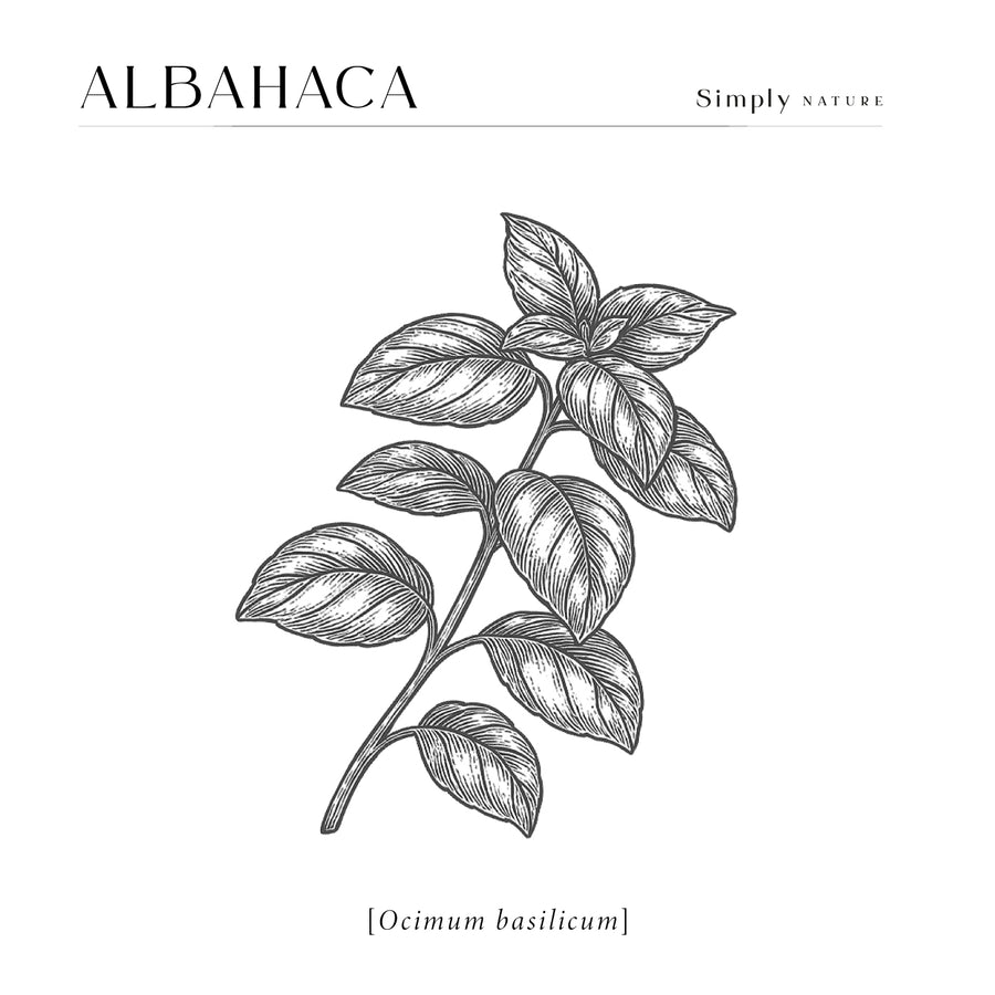 Albahaca Orgánica