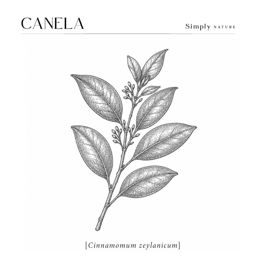 Canela (Cinnamomum zeylanicum)
