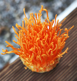 Cordyceps extracto de polvo orgánico