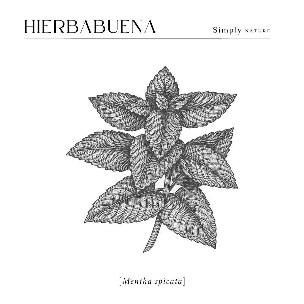 Hierbabuena 480ml