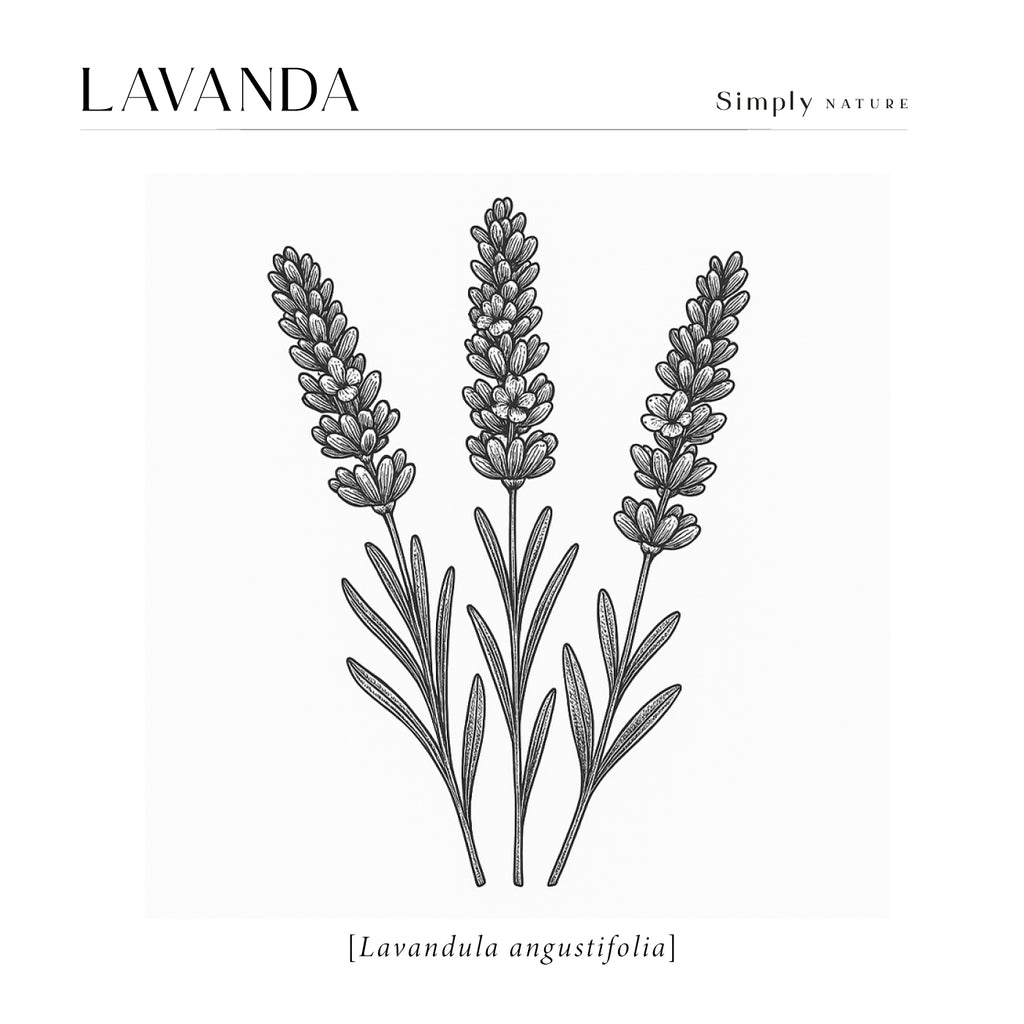 Lavanda (Lavandula angustifolia)