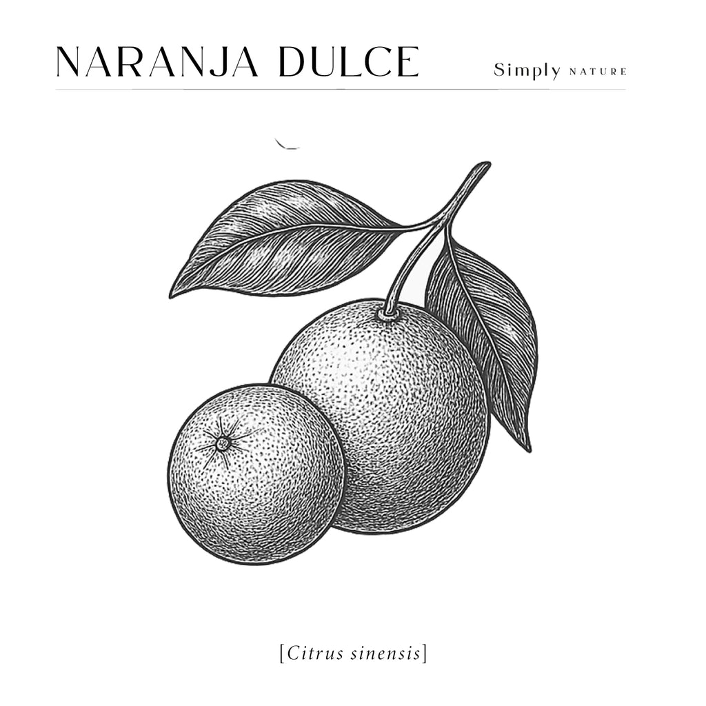 Naranja Dulce (Citrus sinensis)