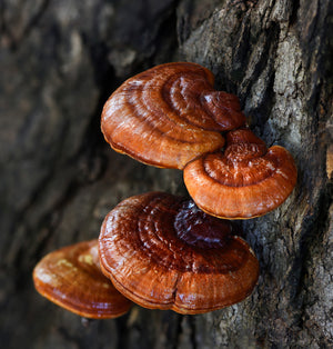 Reishi extracto de polvo orgánico