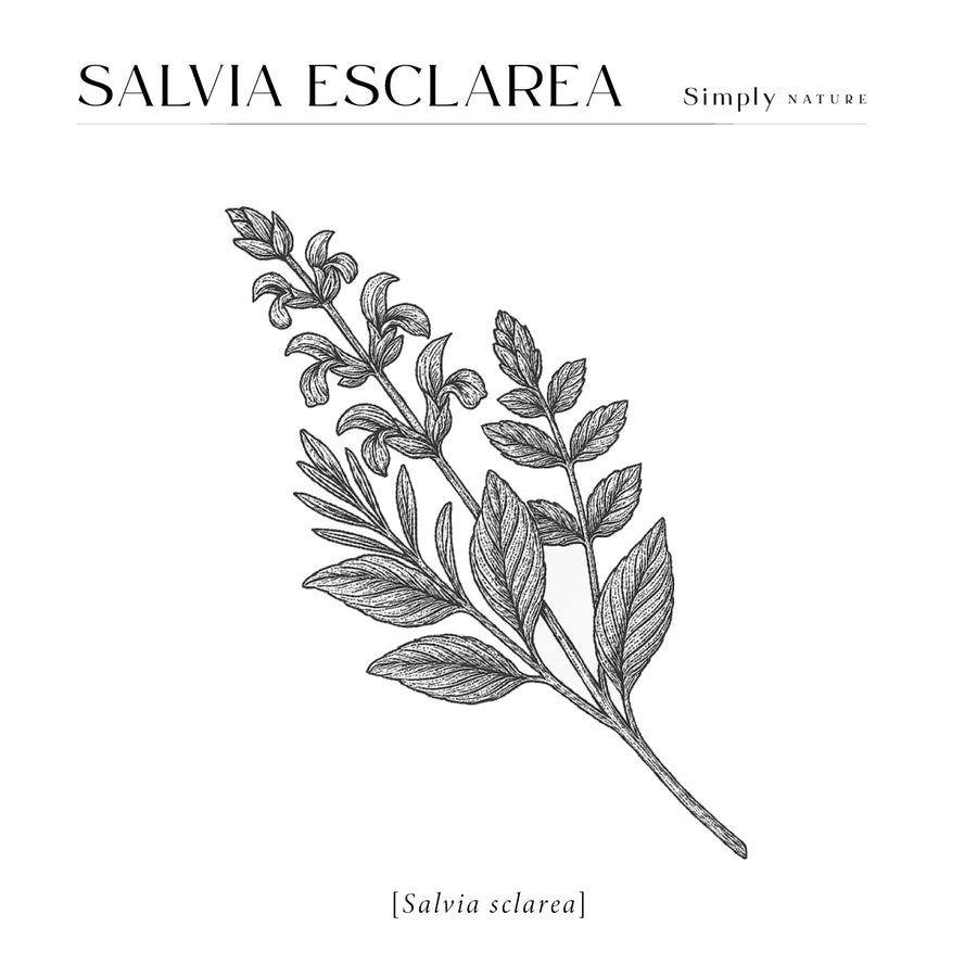 Salvia esclarea Orgánico
