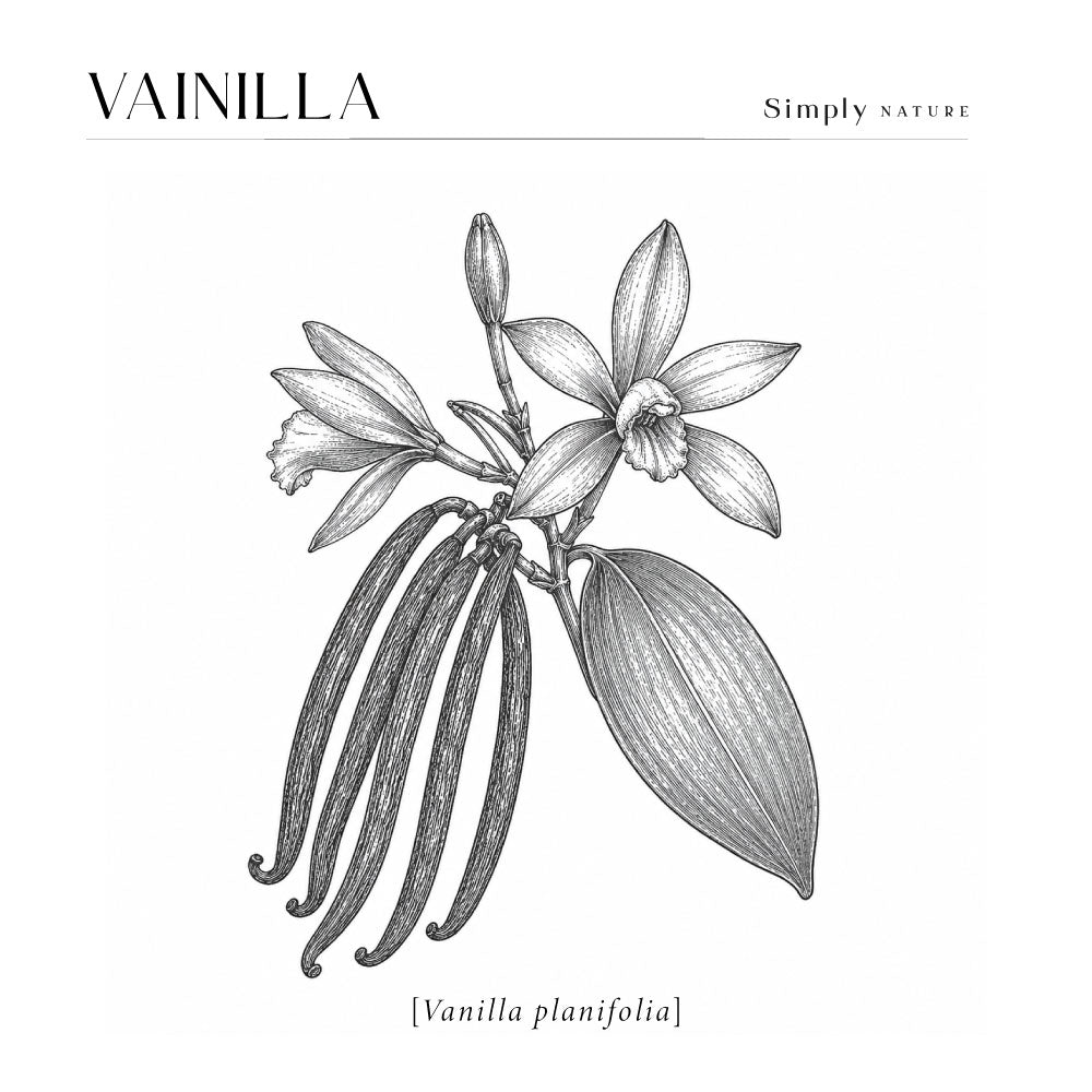 Vainilla (Vanilla planifolia)