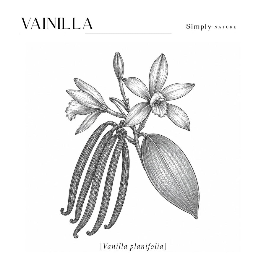 Vainilla (Vanilla planifolia)