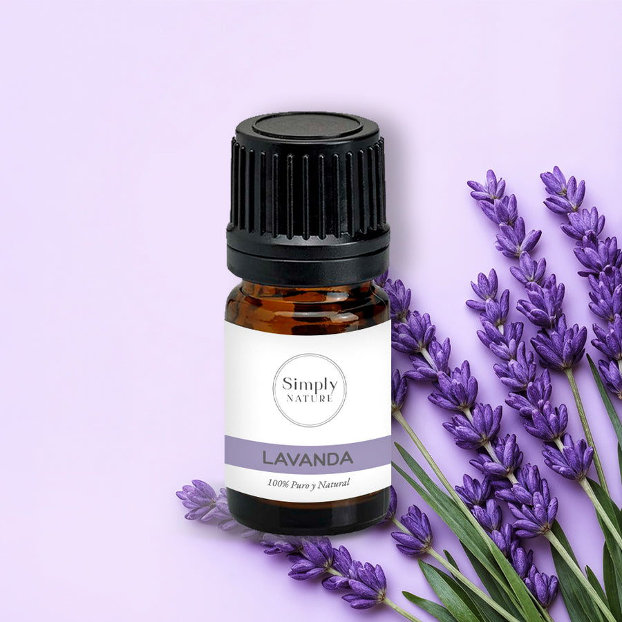 Lavanda Bulgara (Lavandula angustifolia)